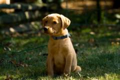 The Dogfather: Why your dog won't come when called