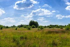 Join guided walks on Handforth's meadows