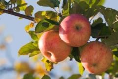 Plans to establish community orchard