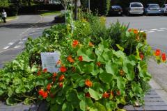 Incredible Edible planting for Wilmslow's In Bloom entry