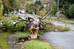 Reader's Photo: Casualty of the high winds in Wilmslow