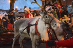 Real reindeer parade proves quite 'contentious'