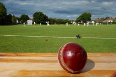 Cricket: Squirrels sit top of the tree