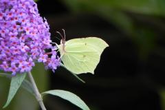 Reader's Photo: Brimstone butterfly in Handforth garden