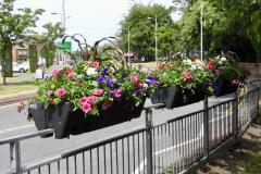 In Bloom team, with your help, bid to keep the town vibrant