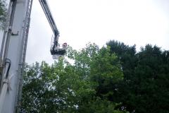 Cat rescued after getting stuck 60ft up a tree