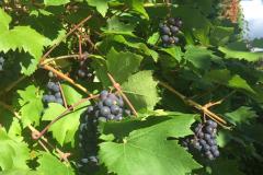 Reader's Photo: Grape Harvest