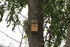 Handforth bird box