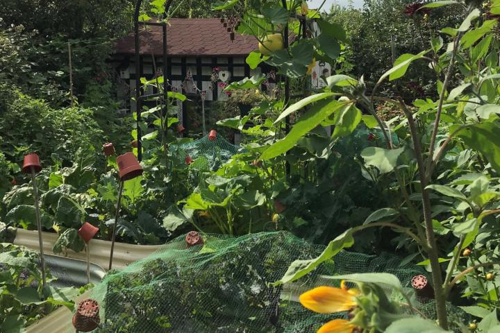 Allotment Photo