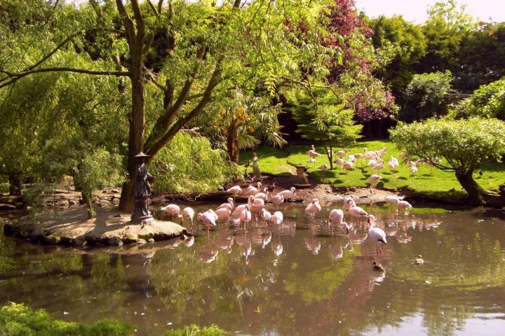 Hillside flamingos