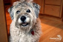 Compulsory microchipping of dogs comes into force