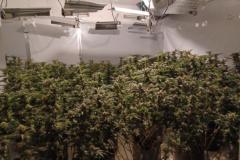 Man arrested after large cannabis farm discovered