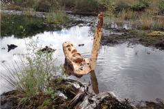 New Art Trail launches on Lindow Moss