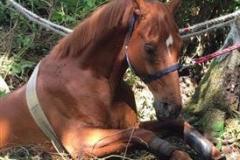 Horse rescued from ditch in Wilmslow
