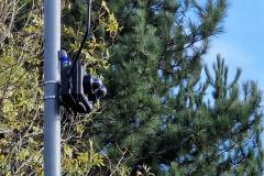 Council continue to review data collected from noise activated cameras on A34