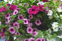 Hanging baskets stolen from Nightingale Close