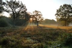 Reader's Photo: Morning dog walk on Lindow Common