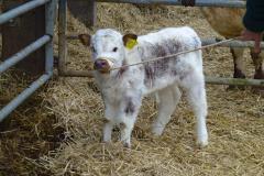 Trip to town for rare Longhorn cattle