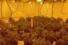 Police seize hundreds of cannabis plants after raid on Colshaw Farm
