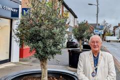 New trees to bring more greenery to town centre