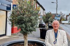 New trees to bring more greenery to town centre
