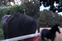 Police rein in loose horse in Styal