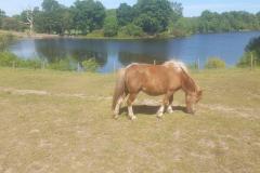 Shetland pony recovering from suspected poisoning