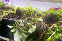 Vandals attack town centre plants