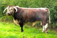 Family fun day cancelled due to bovine TB