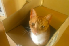 Three cats on same street die from suspected poisoning