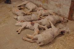 Sheep killed by horrific dog attacks