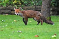 Reader's Photo: Garden visitor