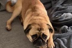Pug found tied to tree in a Wilmslow park