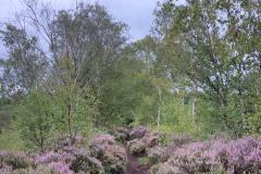 Reader's Photo: Heather on Lindow Moss