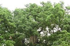 Plans for Jubilee Wood close to fruition