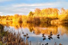 Reader's Photo: Black Lake at Lindow Common