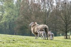 It's been a busy lambing season at Alderley Park