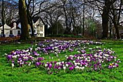 Reader's photos: Roundabout is beginning to look blooming lovely