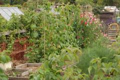 Town Council to consider taking on running of allotments