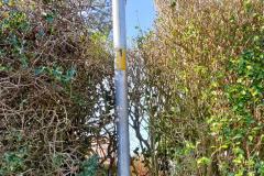 Elderly resident horrified as workmen cut through garden hedge