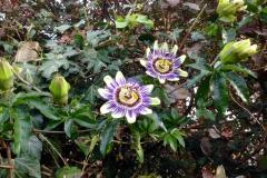 Reader's Photo: Love blooms