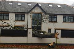 Trees felled by high winds