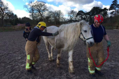 Fire crews rescue 30-year-old horse stuck in a stable