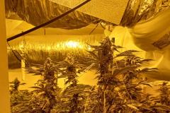 Cannabis farm discovered in Handforth
