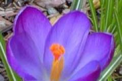 Rotarians focus on a crocus