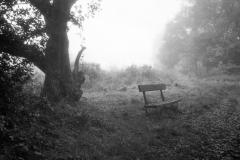 Reader's Photo: Lindow Common enveloped in fog