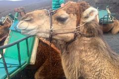 The Dogfather: Camel drovers show the way