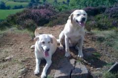 The Dogfather: You cannot lie to a dog