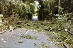 Fallen tree blocks Stanneylands Road