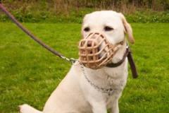The Dogfather: Why a muzzle can be your dog's best friend